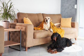 A contented Labrador reclines on a couch while a Gordon Setter sits on the floor, both exuding a...