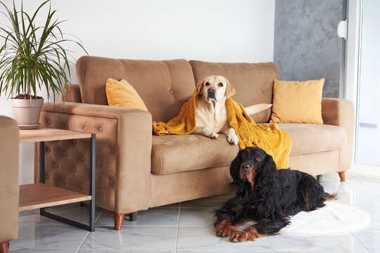 A contented Labrador reclines on a couch while a Gordon Setter sits on the floor, both exuding a sense of homey comfort