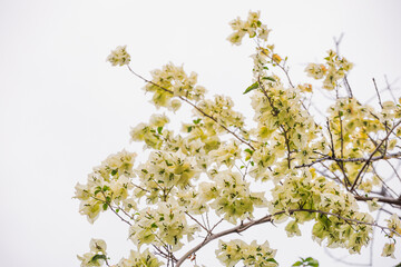 close-up of white Bougainvillea in full bloom