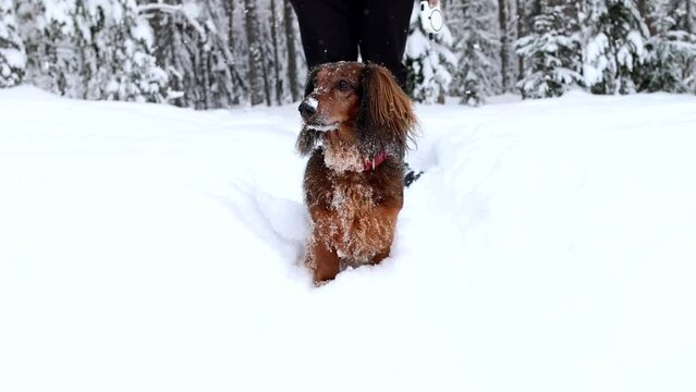 Red longhaired dachshund walking through the snow in winter forest with man, beautiful snowy landscape, pet outdoor on white