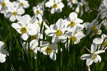 Fototapeta premium Solar morning in a garden. A large number of fresh modest narcissuses. On flowers play of light and shadow.