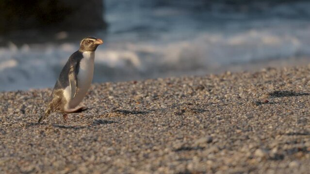 Fiordland Crested Penguin Walking On Monro Beach In New Zealand. side view, slow motion shot