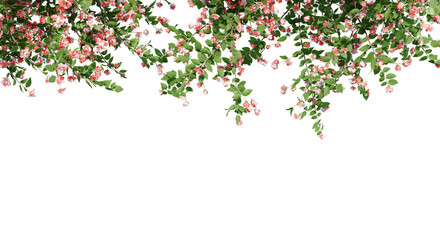  Philadelphus Bouquet Blanc isolate transparent background.3d rendering PNG