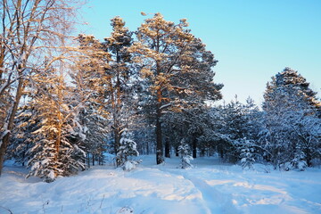 Pine forest in winter during the day in severe frost, Karelia. Snow on the coniferous branches. Frosty sunny weather anticyclone. Scots pine Pinus sylvestris is a plant pine Pinus of Pine Pinaceae