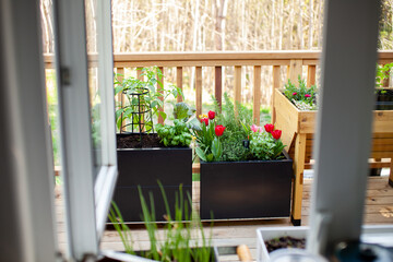 Seen from the kitchen window are spring tulips, herbs and vegetable starts planted into metal patio planters. Keep your garden close to your kitchen to utilize your harvest.