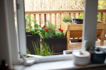 Seen from the kitchen window are spring tulips, herbs and vegetable starts planted into metal patio...