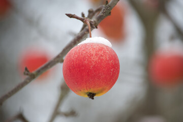Apple tree branches and red apples covered in snow