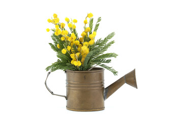 Mimosa flowers in a brass watering can against a white