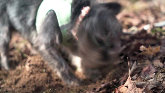 Black small Cairn Terrier dog shaking head slow motion Ellijay