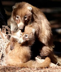 Motger and Baby Coati Embrace
