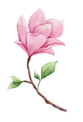 Watercolor magnolia isolated. Hand drawn pink flower for greeting cards, invitations. Botanical...