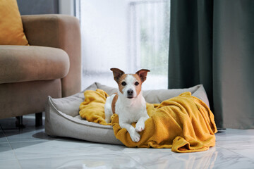A Jack Russell Terrier cozies up in a bed, indoors, with a soft yellow blanket and a rain-splattered window behind