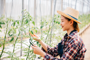Tablet in hand agronomist researches tomato farm production. Woman biologist checks growth data of...