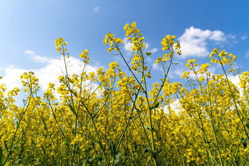 Rapeseed field with a blue sky in spring 