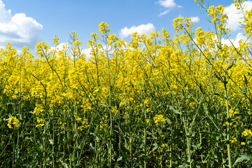 Rapeseed field with a blue sky