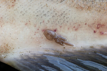 sea lice on pink salmon 