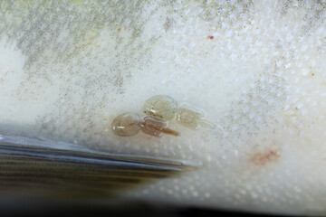 two sea lice on side of pink salmon 