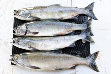 Pink salmon infested with sea lice 