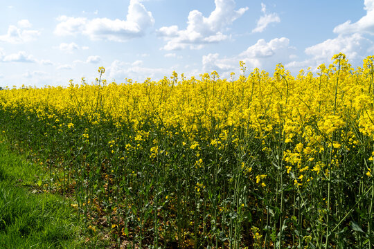 Blooming rapeseed field on a sunny day in spring