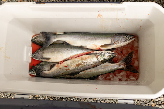 fish on ice in cooler 