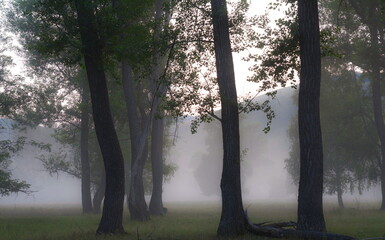 deciduous forest shrouded in fog on a summer morning
