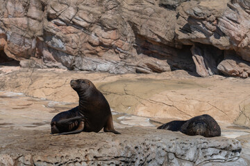 Sea Lion