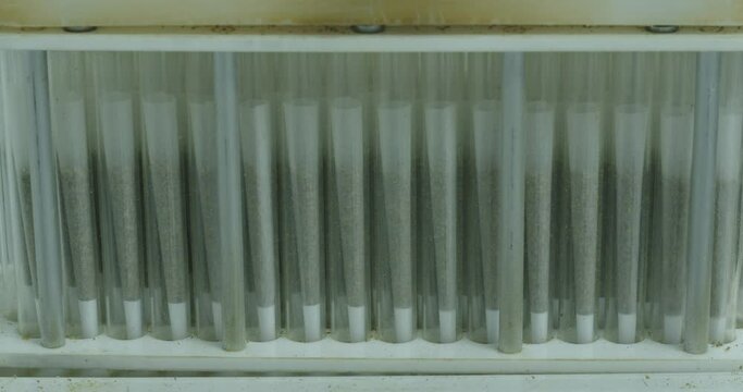 Close-up of pre-roll cone filling machine being loaded with ground cannabis while pre-roll cones bounce from the vibrations of the machine. SLOW MOTION