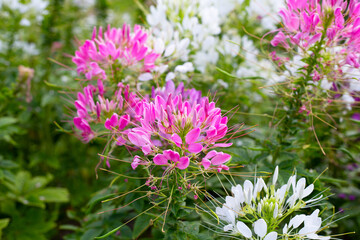 Cleome spinosa flower in the park