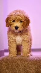 Golden Doodle puppy