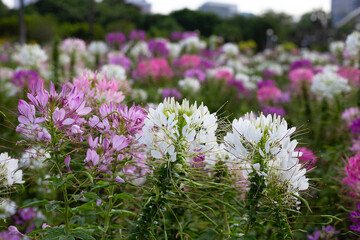 Cleome spinosa flower in the park