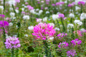 Cleome spinosa flower in the park