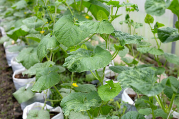 Sweet melons growing in greenhouse