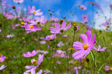 Cosmos flowers in the mountains