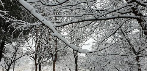 하얀 눈이 내리는 산의 나무와 자연, 겨울 풍경 (봉화산 겨울 풍경) - Snow, winter tree, winter scenery