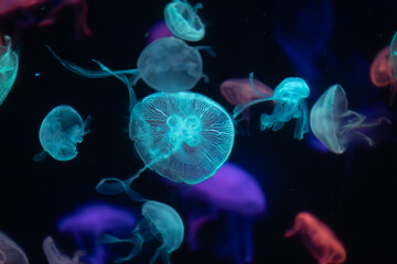 Jelly Fish in an aquarium