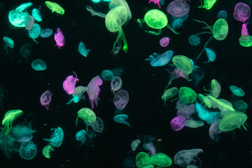 Obraz na płótnie Canvas Jelly Fish in an aquarium