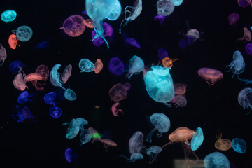 Jelly Fish in an aquarium