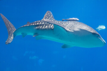 Fototapeta premium A Shark in an aquarium