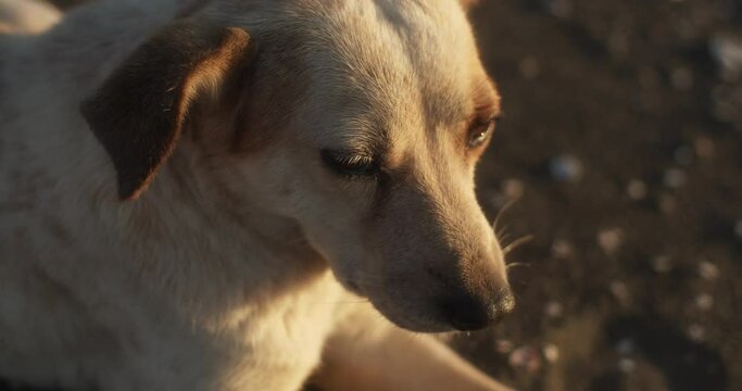 Close up portrait of dog resting on the beach. Cute funny pet modestly looking at the camera asking for attention and love. Homeless animals
