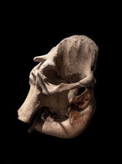 Side of Asian elephant skull on the black background.