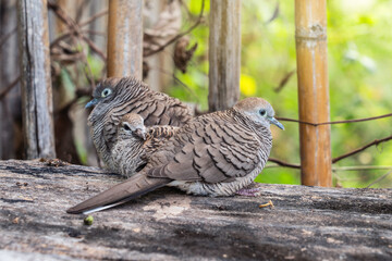 Zebra Dove family have parents protects baby on the old wooden table in the garden.