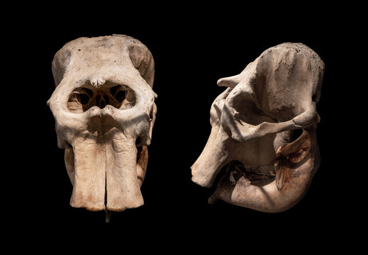 Set Front and Sides of Asian elephant skull on the black background.