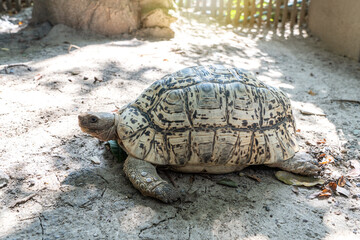 Exotic pet Leopard Tortoise on the ground.