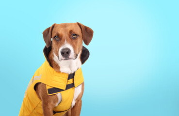 Dog wearing rain coat with colored background. Cute brown puppy dog sitting with yellow adjustable...