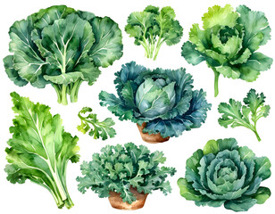 Watercolor painting of kale