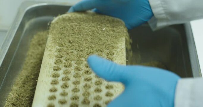 A lab technician in lab jacket and blue medical gloves loads cannabis into a pre-roll machine plate. Close-up. SLOW MOTION