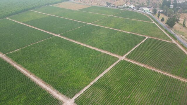 vineyard in calera de tango chile