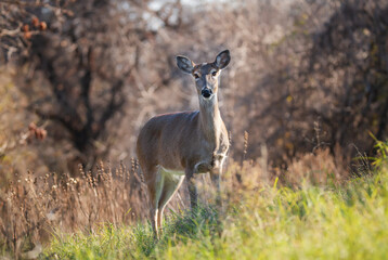 Naklejka na ściany i meble White tailed deer, female doe, standing in tall grass during the rut season in Texas