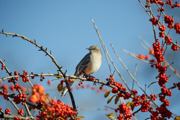 Northern Mockingbird (Mimus polyglottos) perched on a holly tree branch with red berries in Texas winter. Bright blue sky background with copy space.  - 706851415