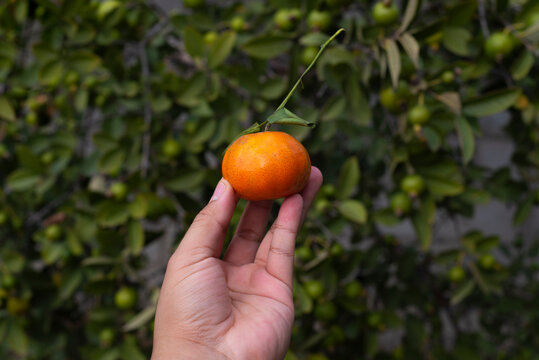 Comida. Mano sosteniando una mandarina fresa con sus dedos.